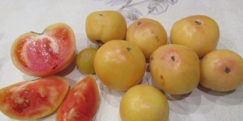 Long keeper tomato: recenzije, fotografije, prinos